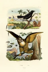 Drongo dalla coda biforcuta